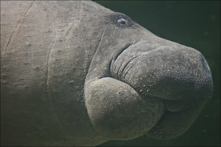 Manatee at Berlin Tierpark
