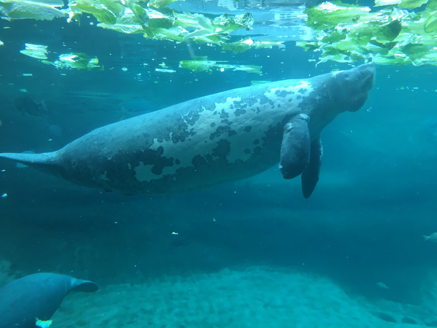 Manatee at manatee coast