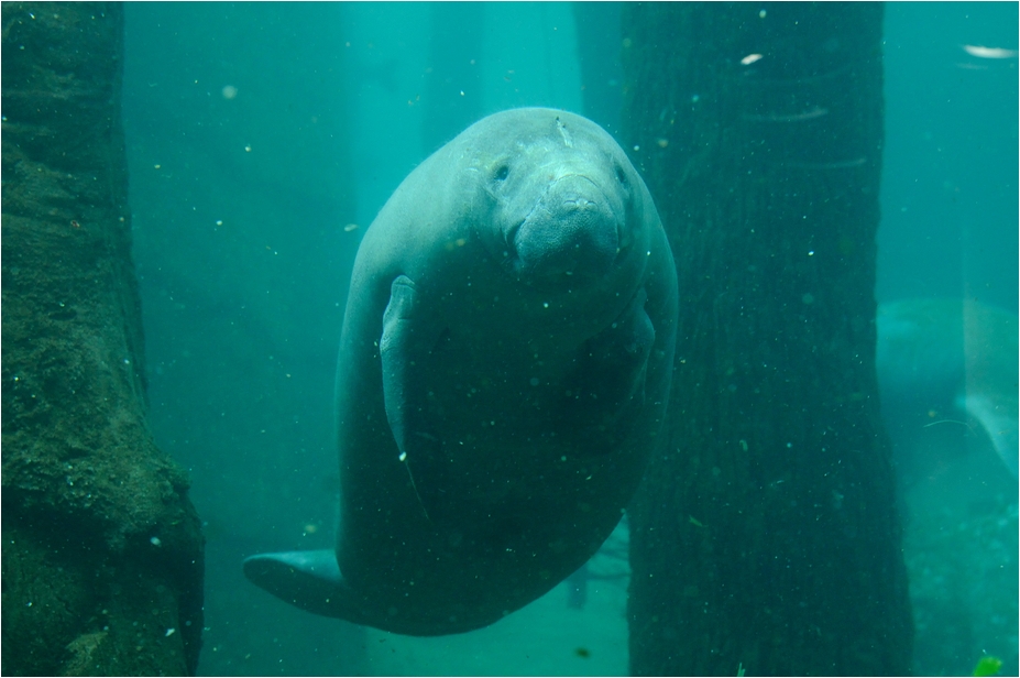 Manatee at Nürnberg