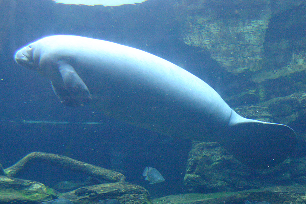 Manatee at SeaWorld Orlando 20/02/05