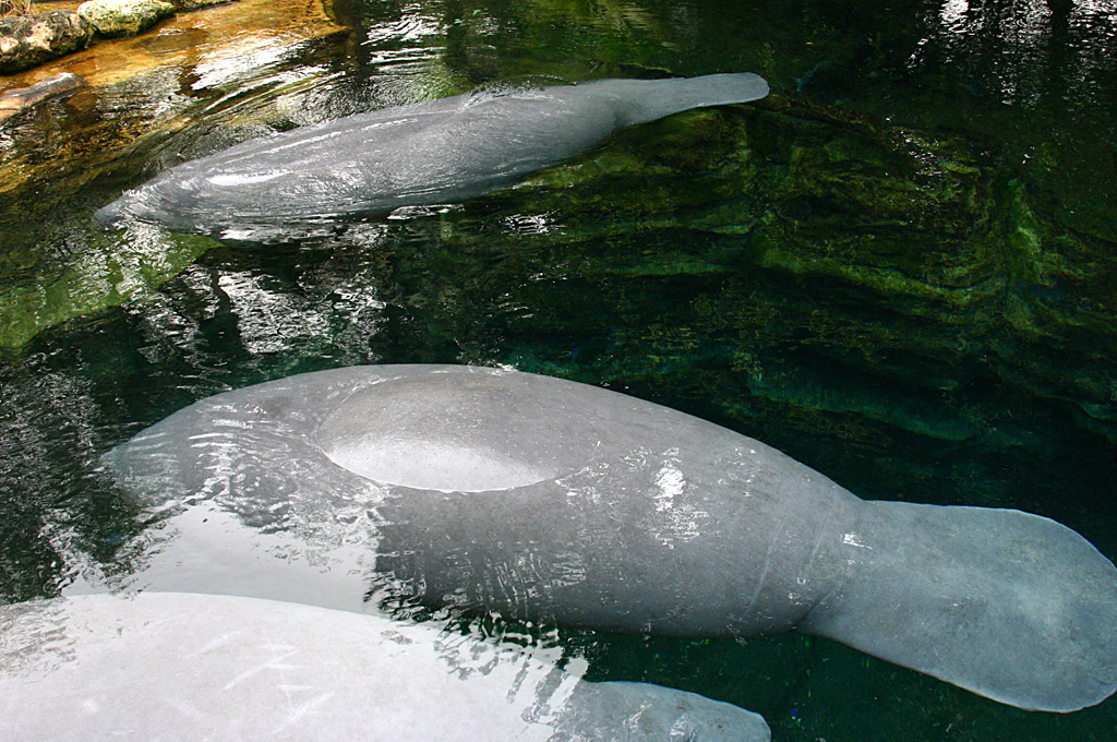 Manatee at SeaWorld Orlando 20/03/05