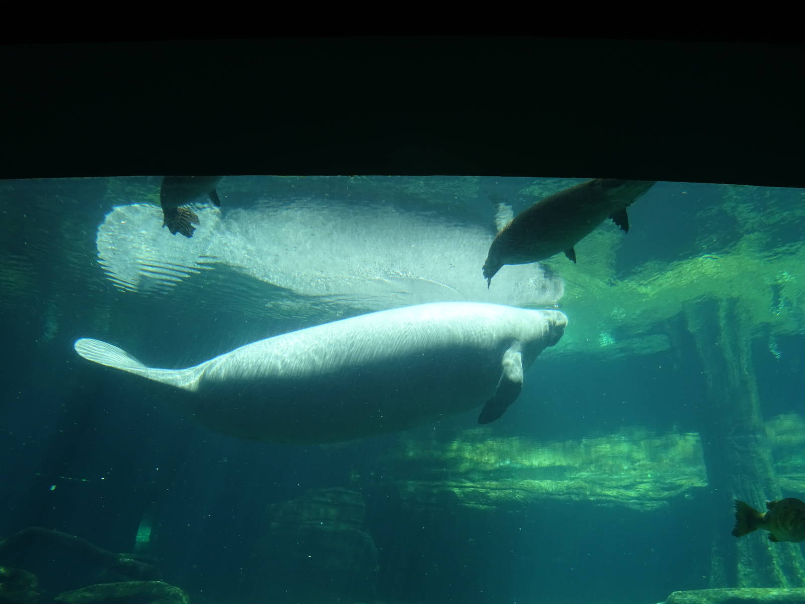 Manatee at SeaWorld Orlando