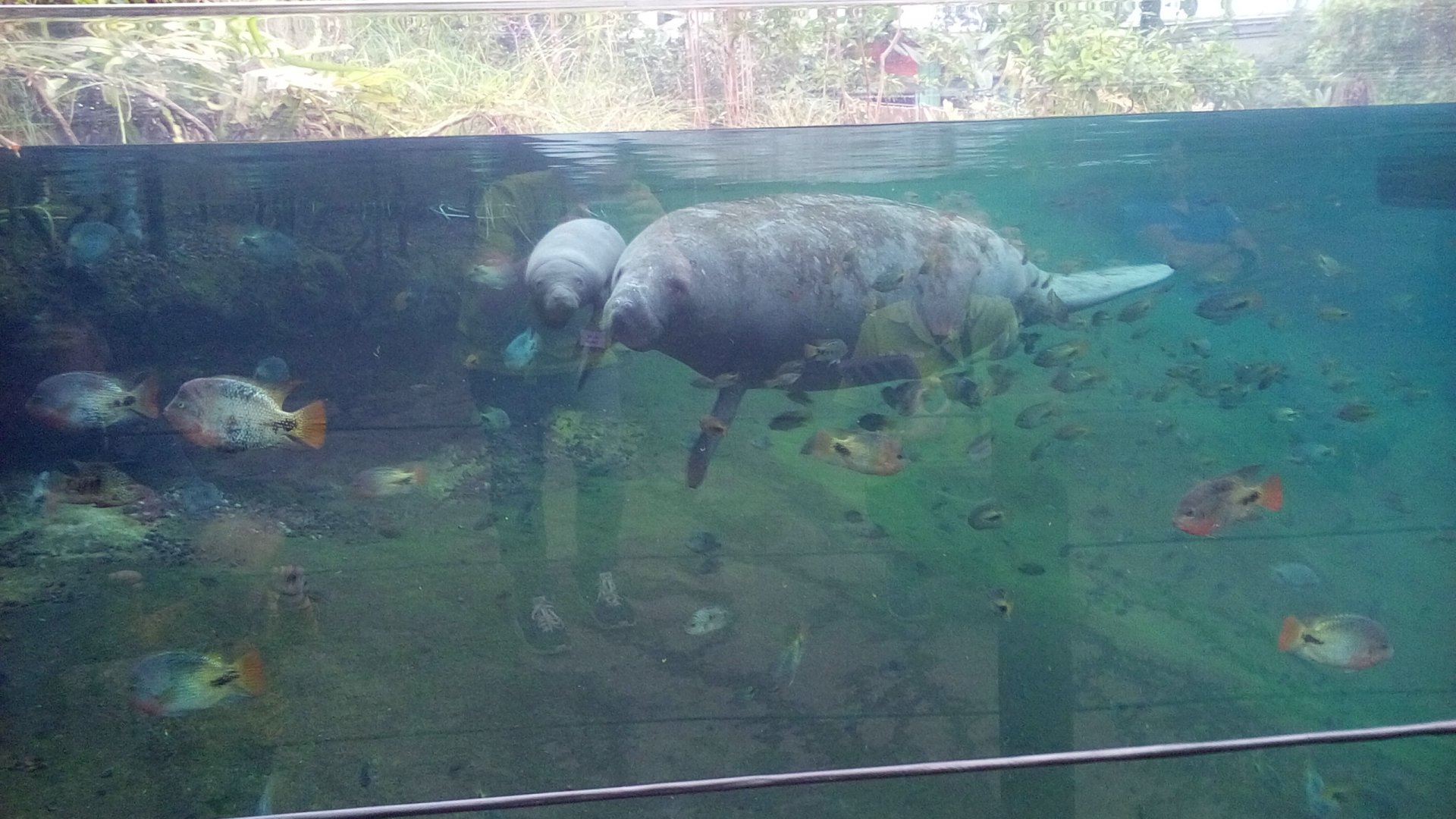 Manatee calf
