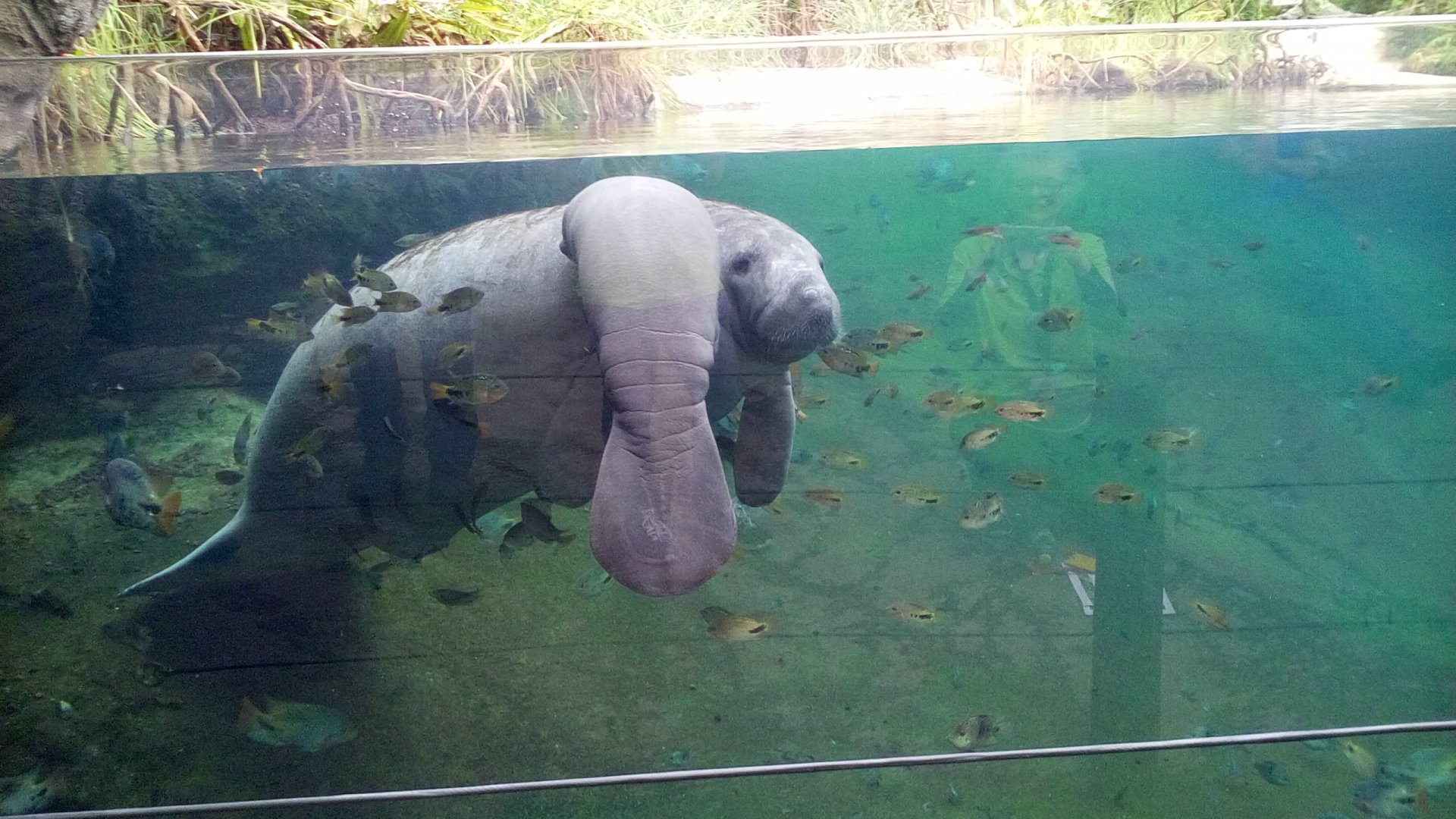 Manatee calf