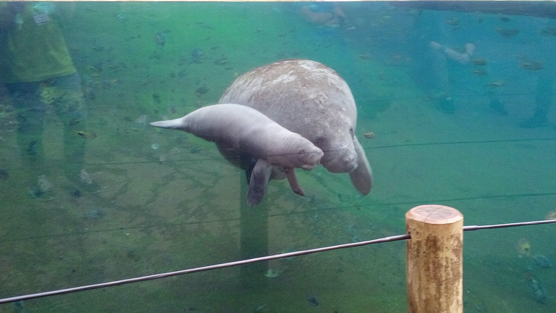 Manatee calf