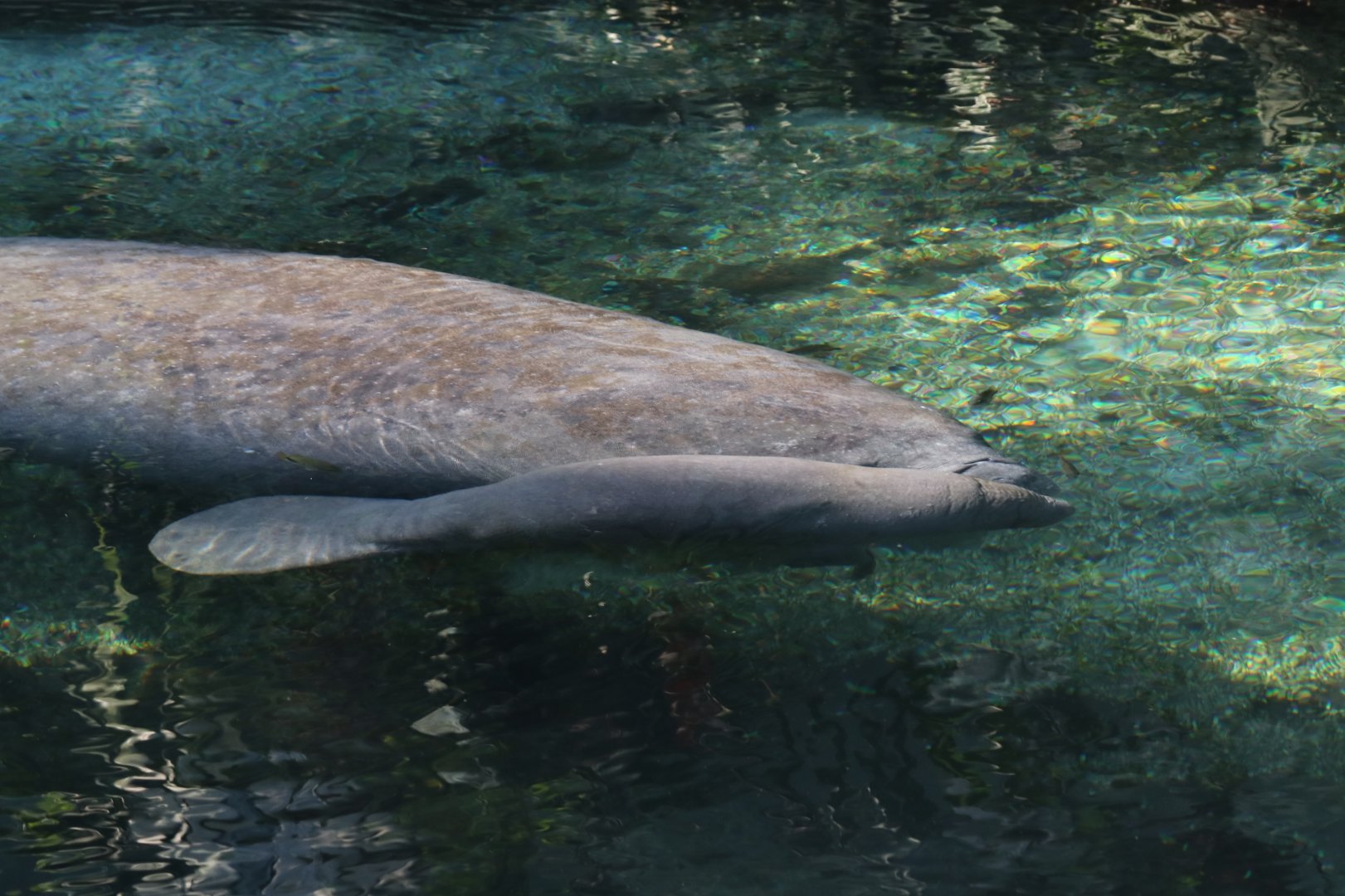 Manatee calf