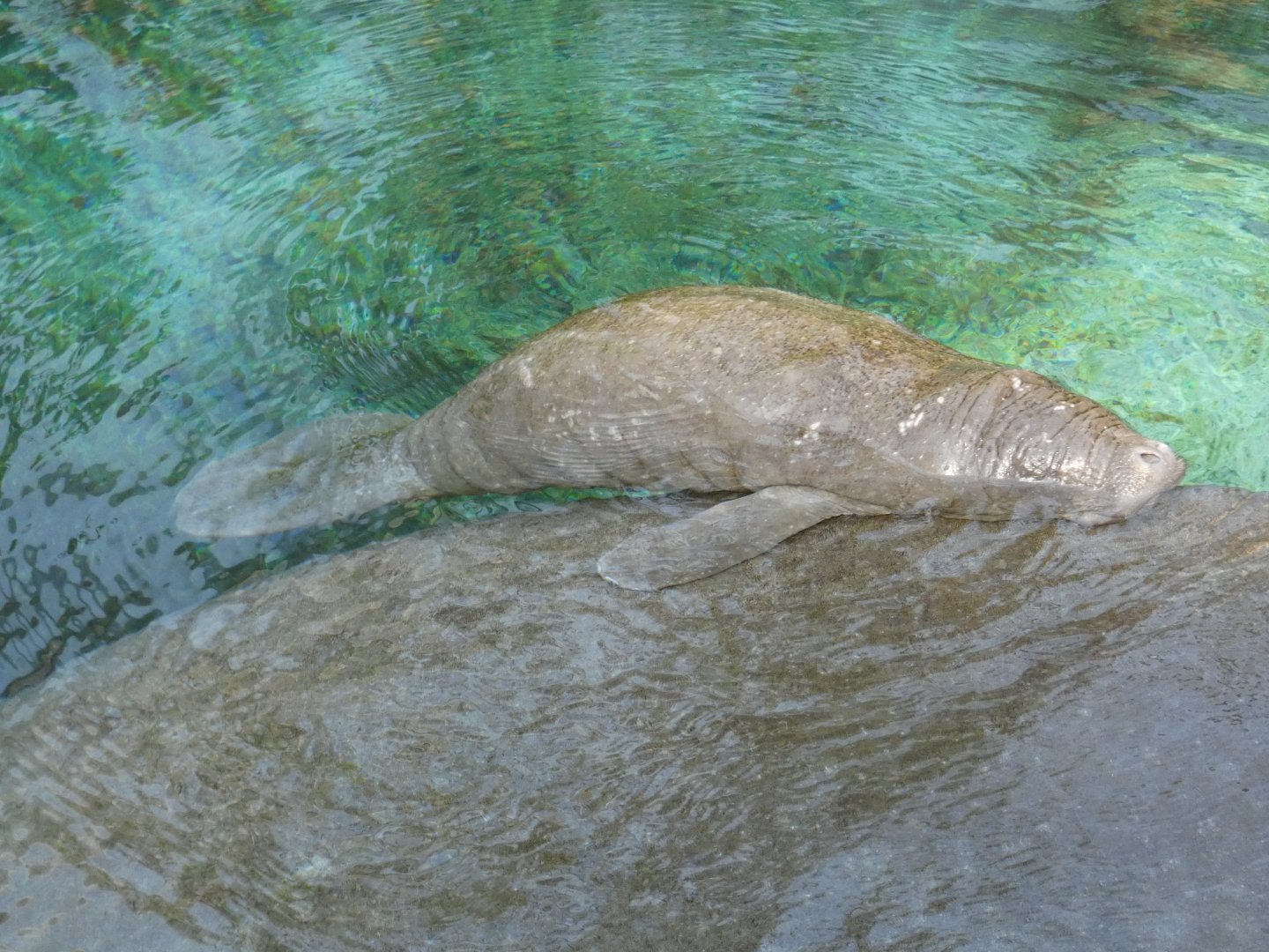 Manatee calf