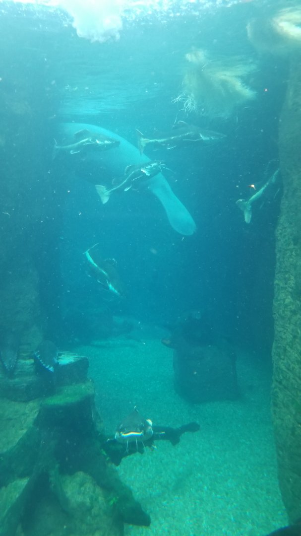 Manatee, catfish