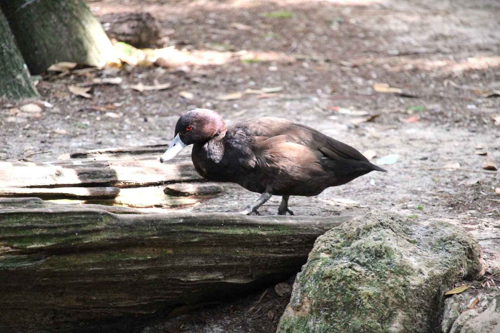 Manatee Circle - African Southern Pochard