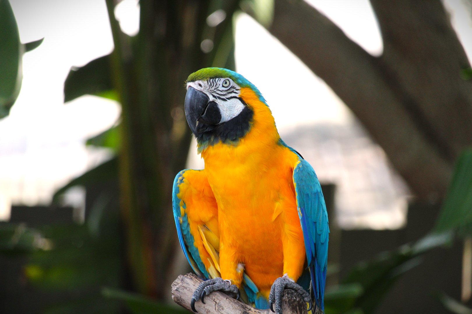 Manatee Circle - Blue-and-yellow Macaw