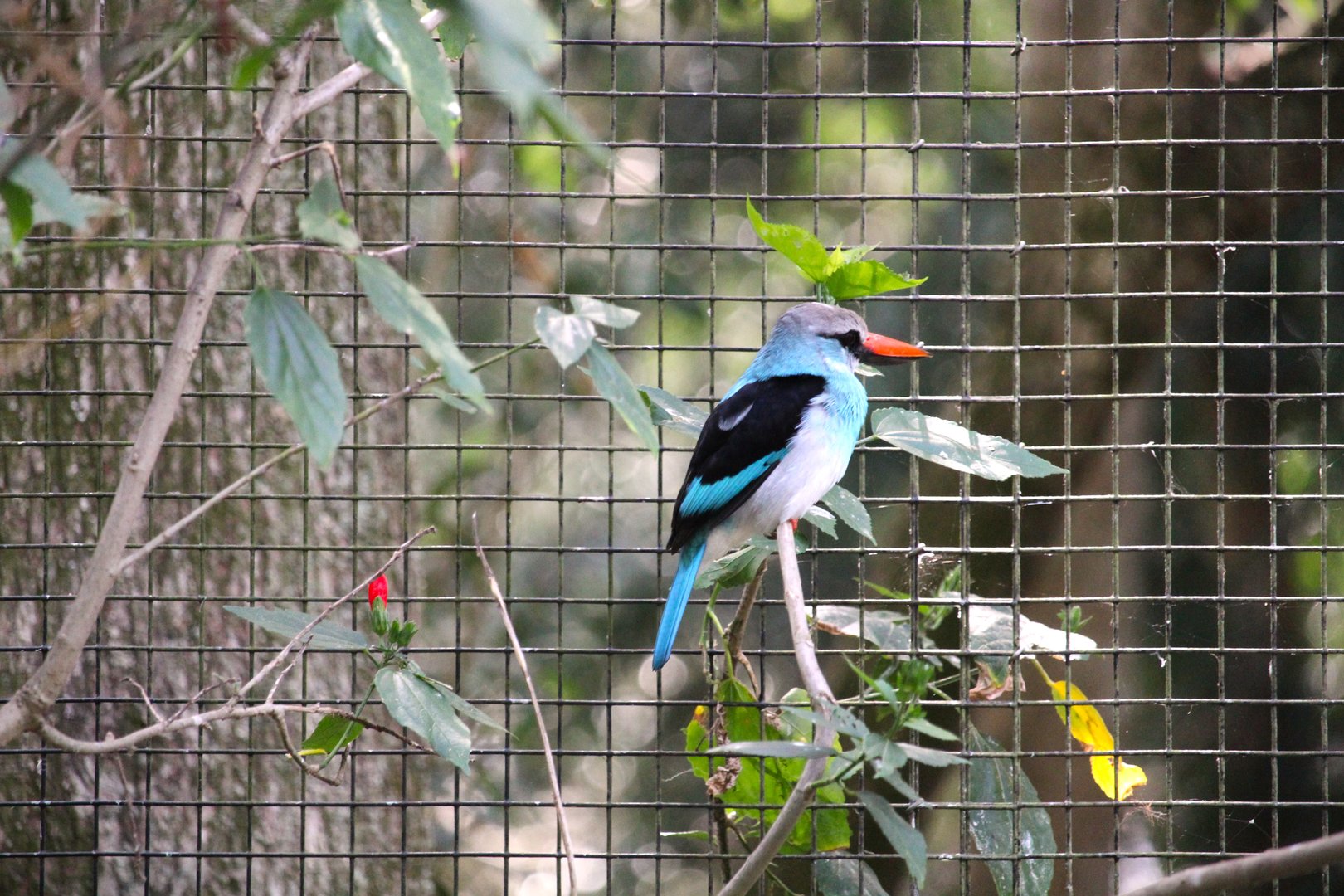 Manatee Circle - Blue-breasted Kingfisher