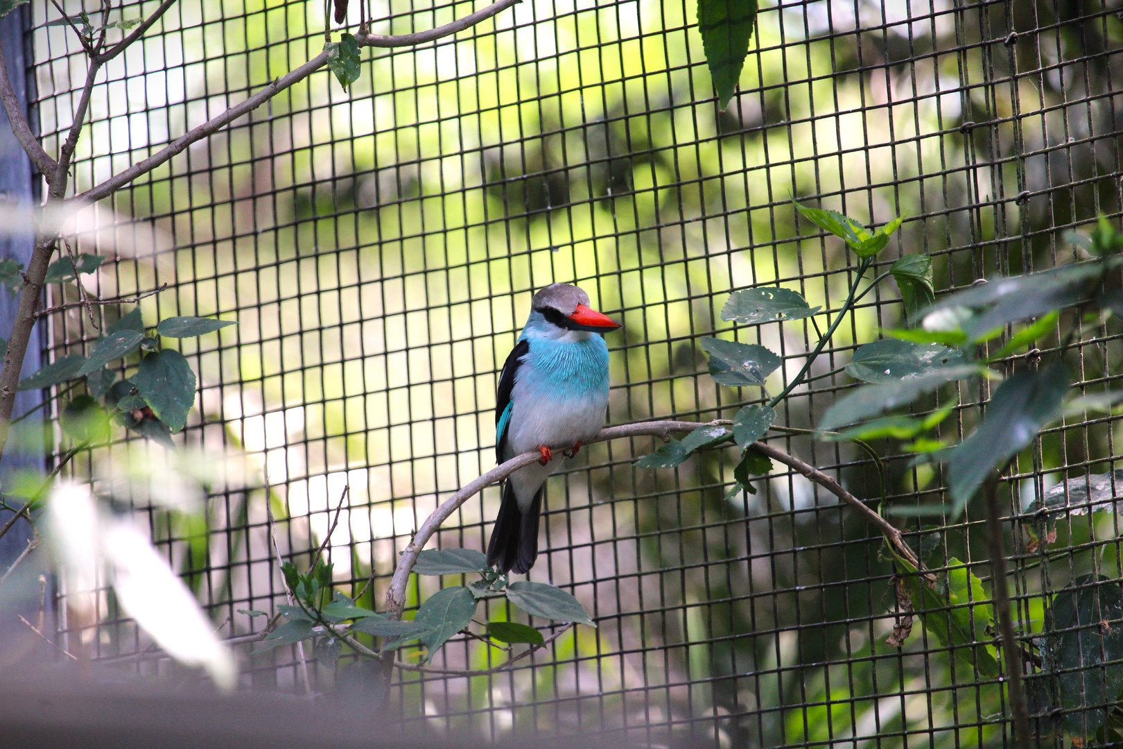 Manatee Circle - Blue-breasted Kingfisher