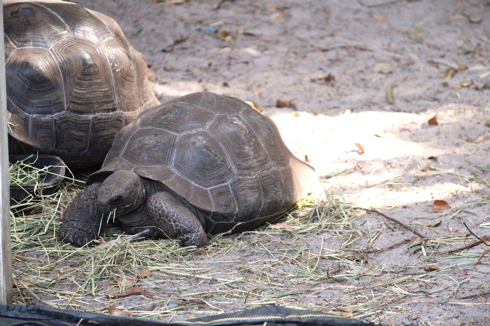 Manatee Circle - Galapagos Tortoise