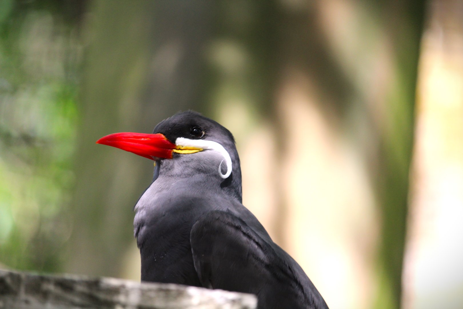 Manatee Circle - Inca Tern