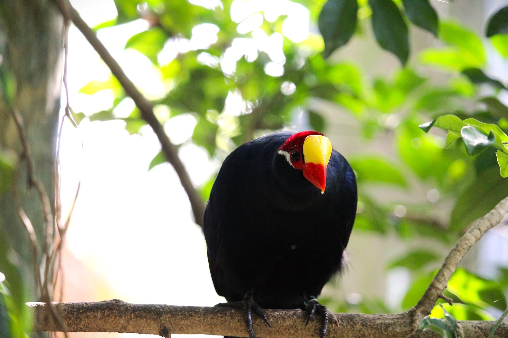 Manatee Circle - Violet Turaco