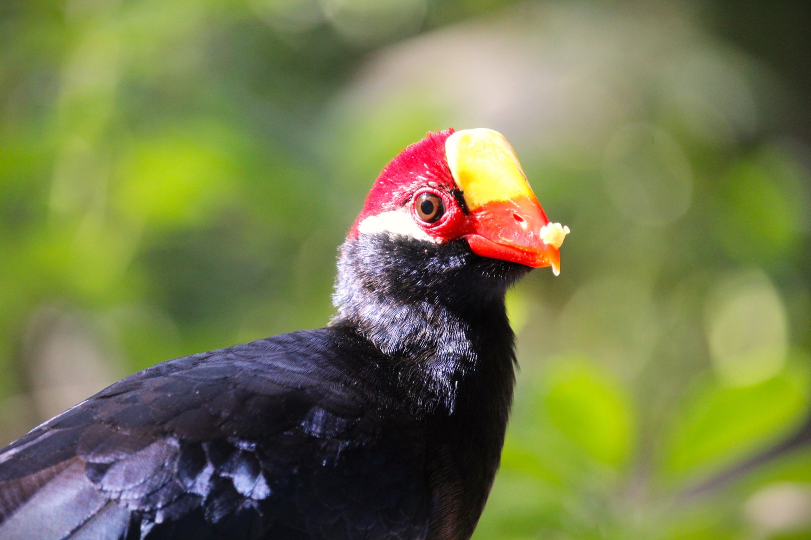 Manatee Circle - Violet Turaco
