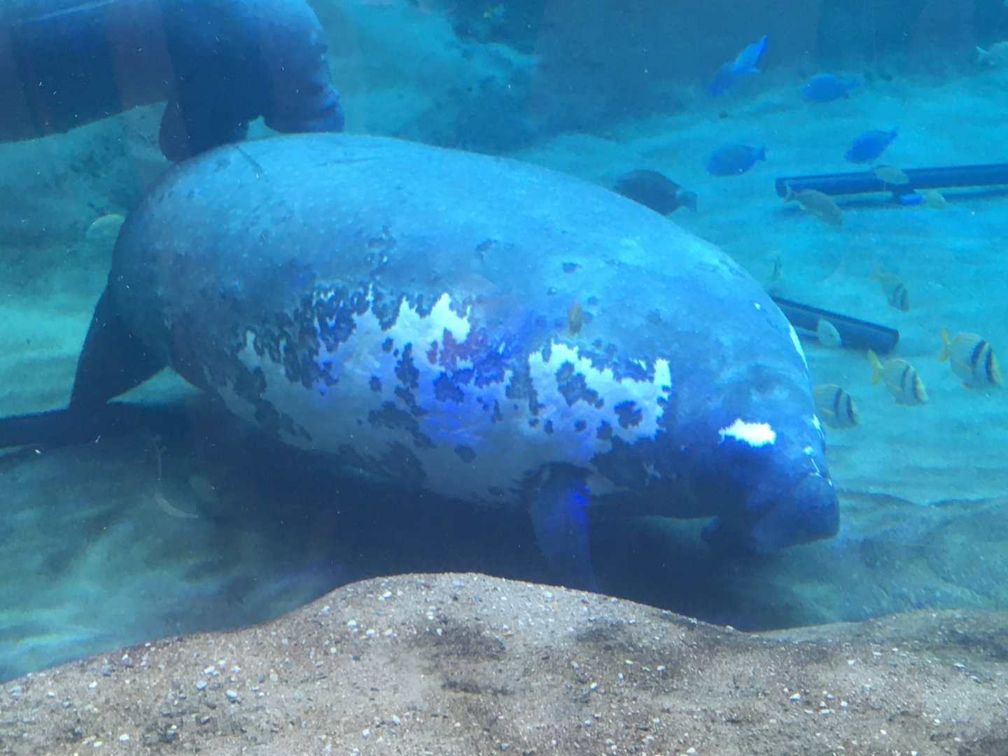 Manatee Coast - Florida Manatee