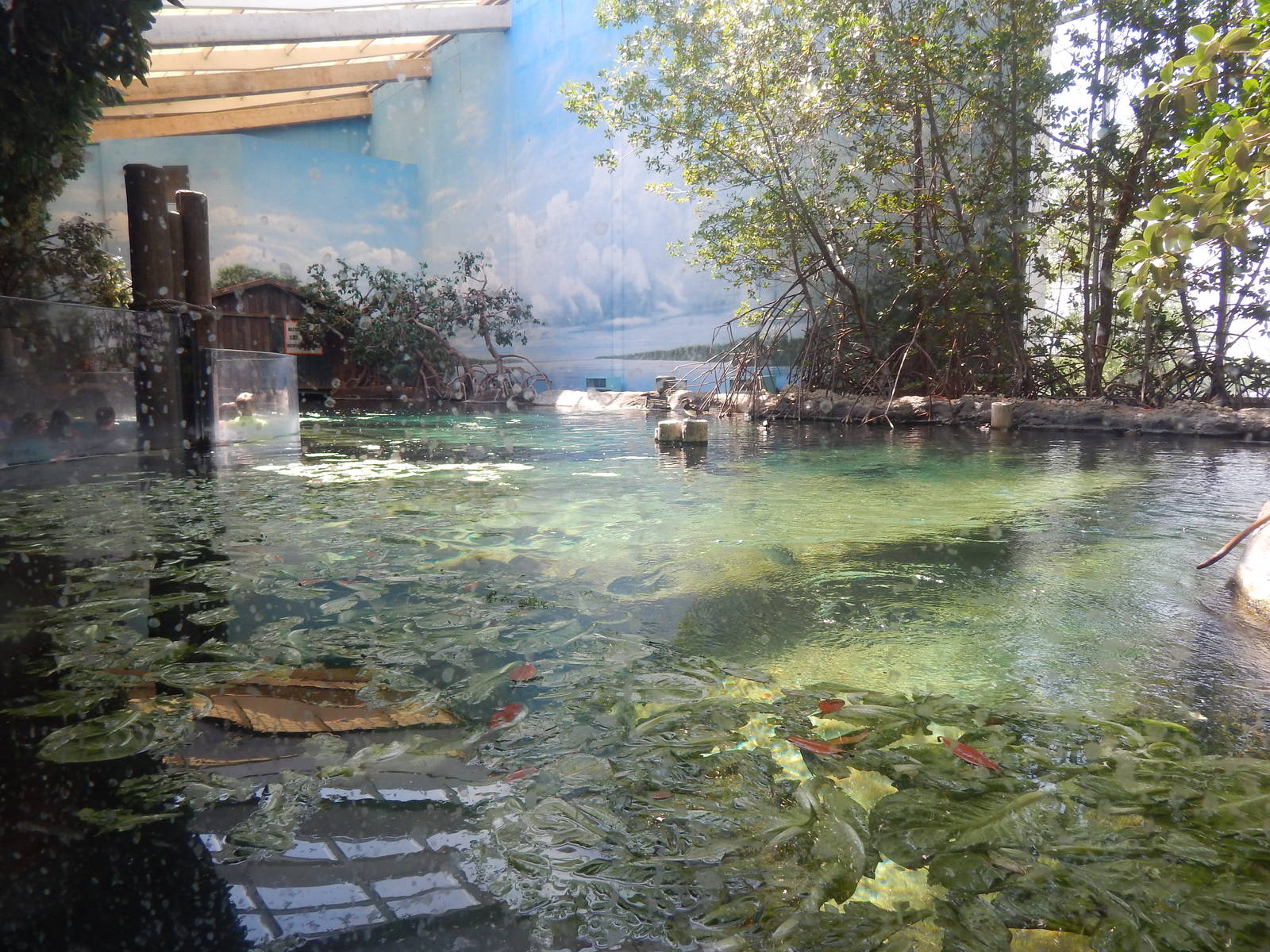 Manatee Coast - Main Exhibit (14 Species)