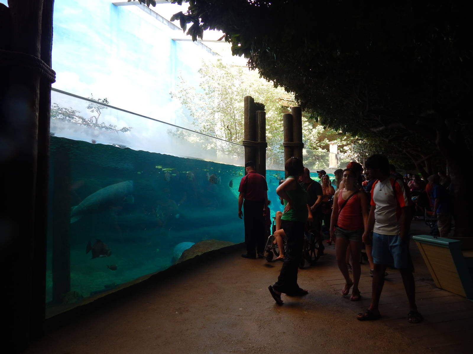 Manatee Coast - Main Exhibit Viewing (14 Species)