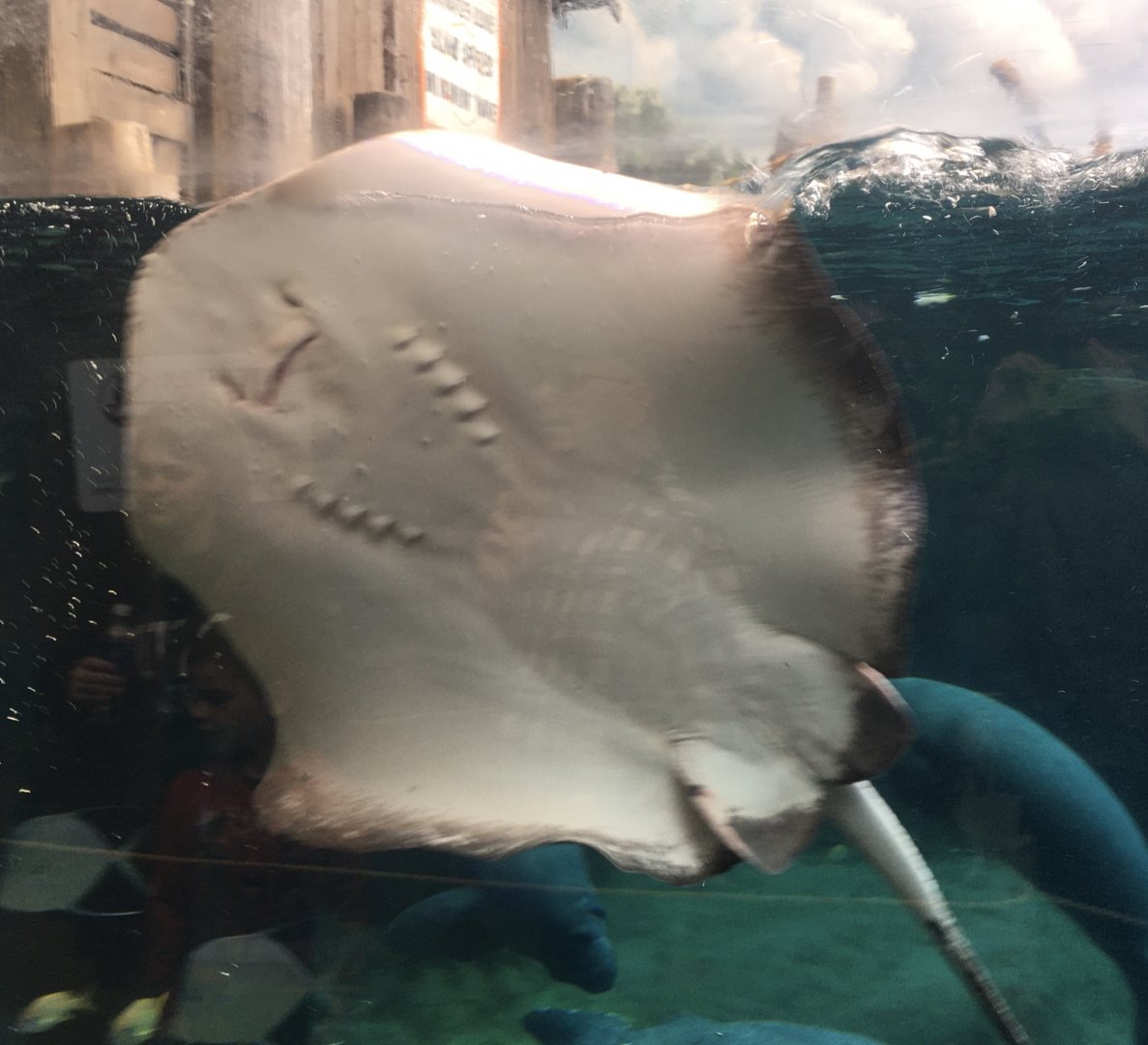 Manatee Coast - Southern Stingray
