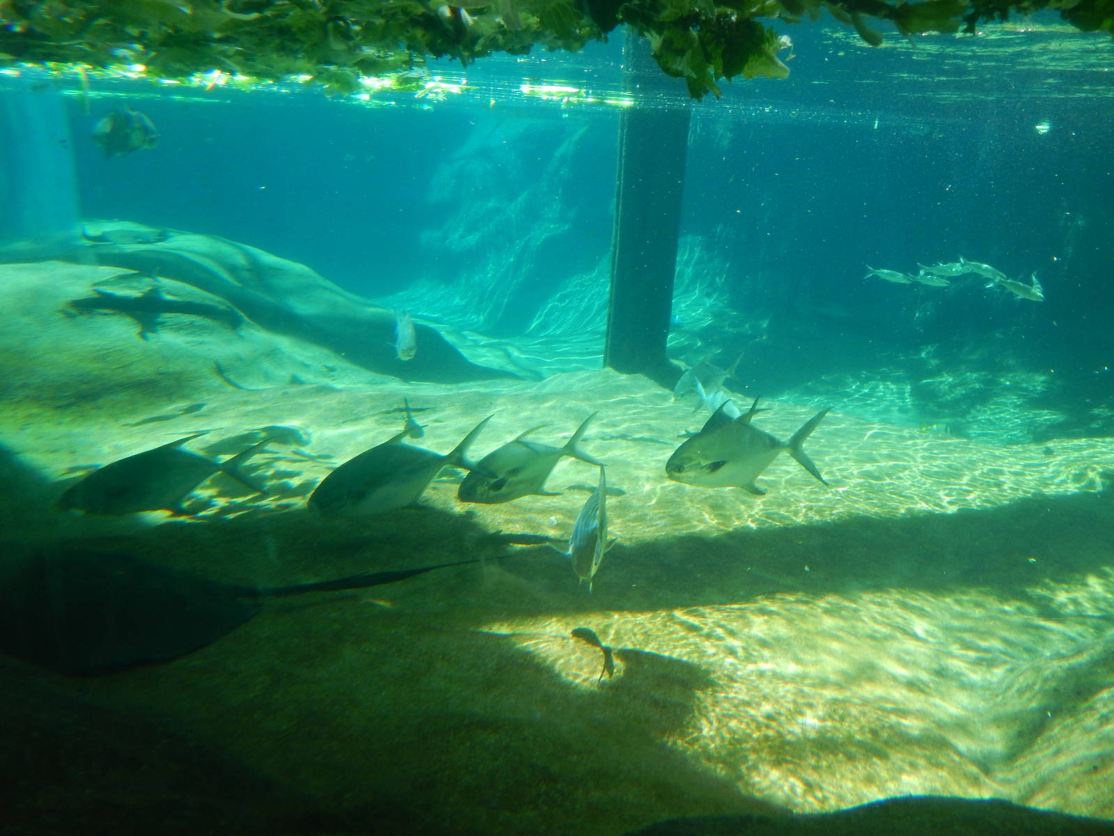 Manatee Coast - Underwater View