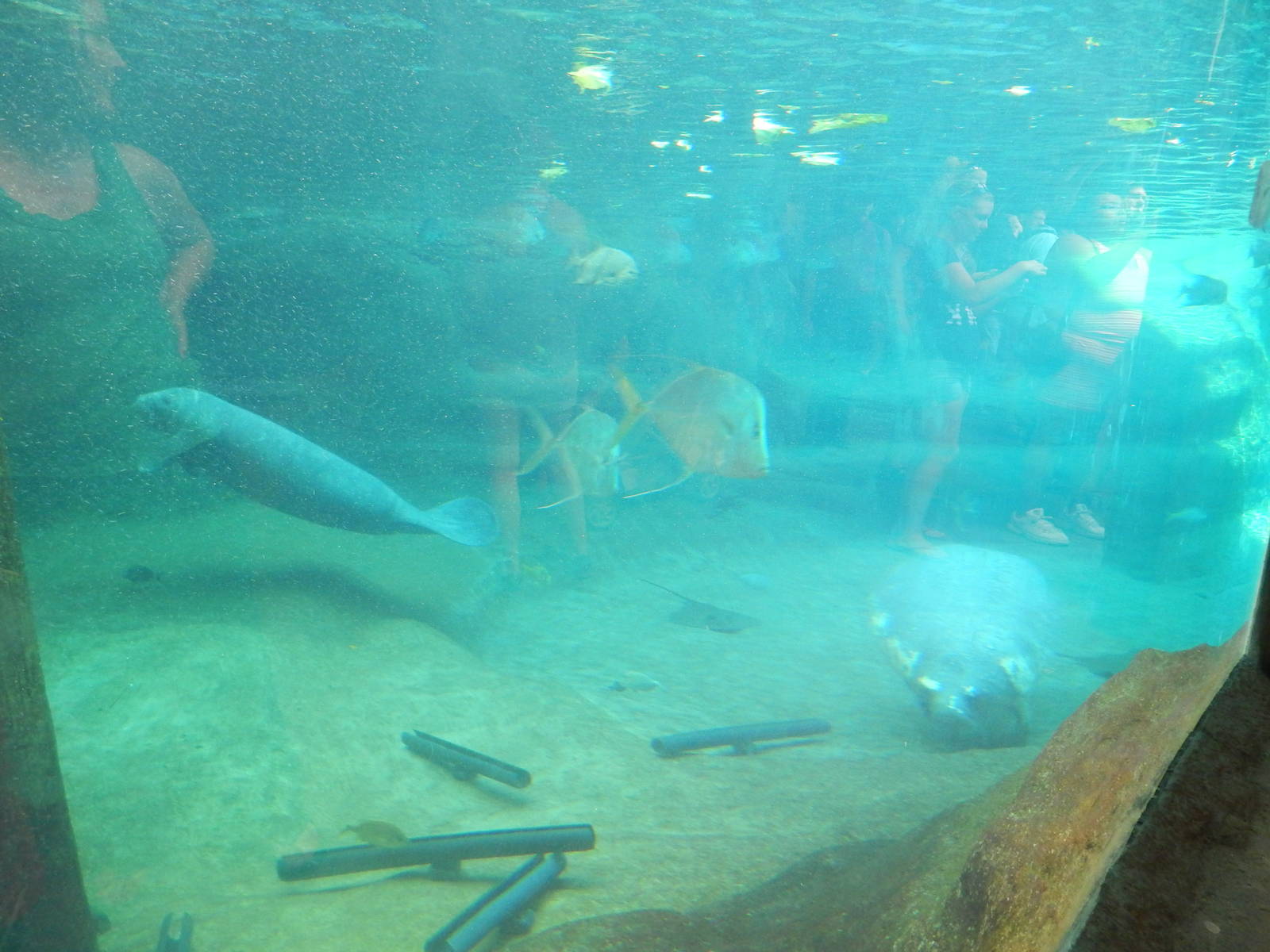 Manatee Coast - Underwater Viewing - Rae + Stubby (14 Species)