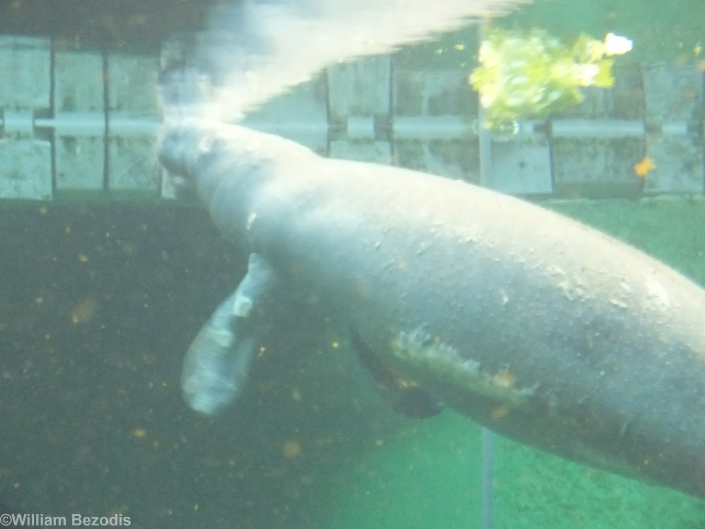 Manatee Covered in Sores? - Afrykarium