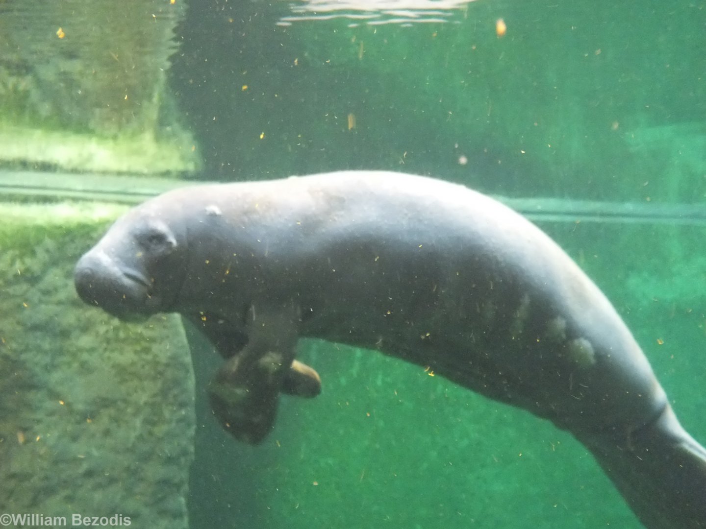 Manatee Covered in Sores? - Afrykarium