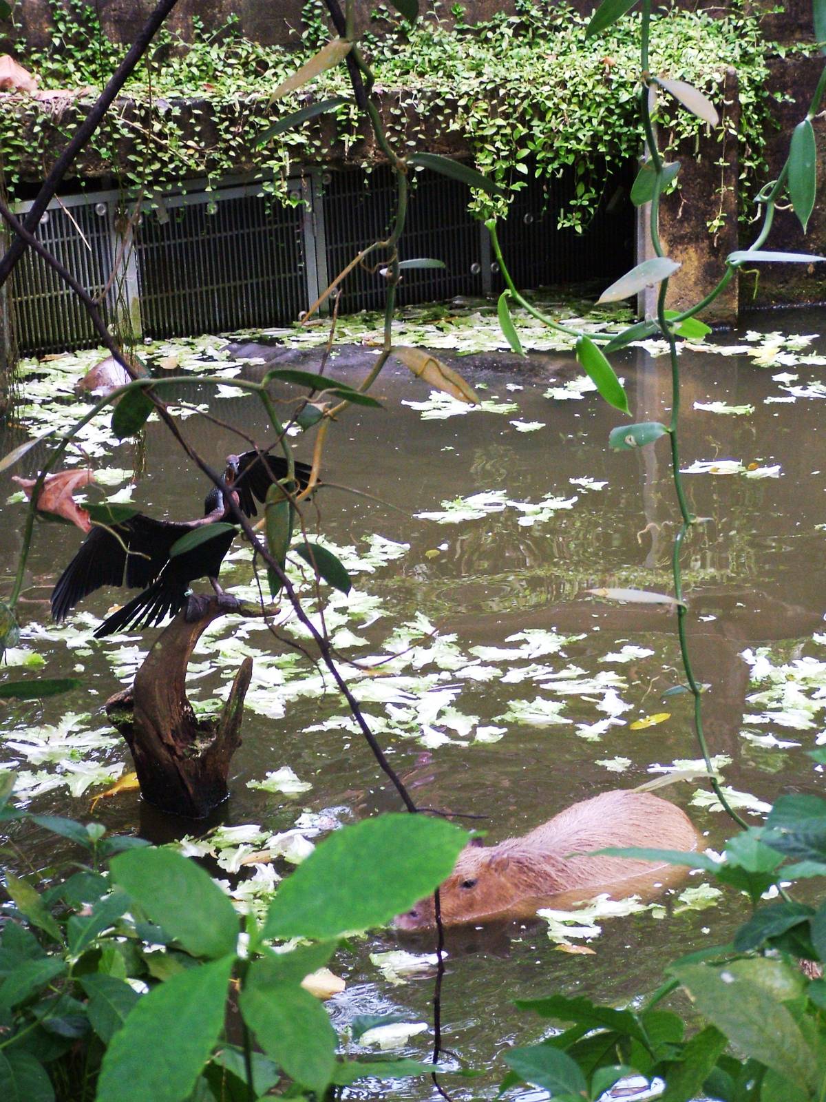 Manatee, Darter, Capybara at Burgers Zoo Arnhem, 30/05/12