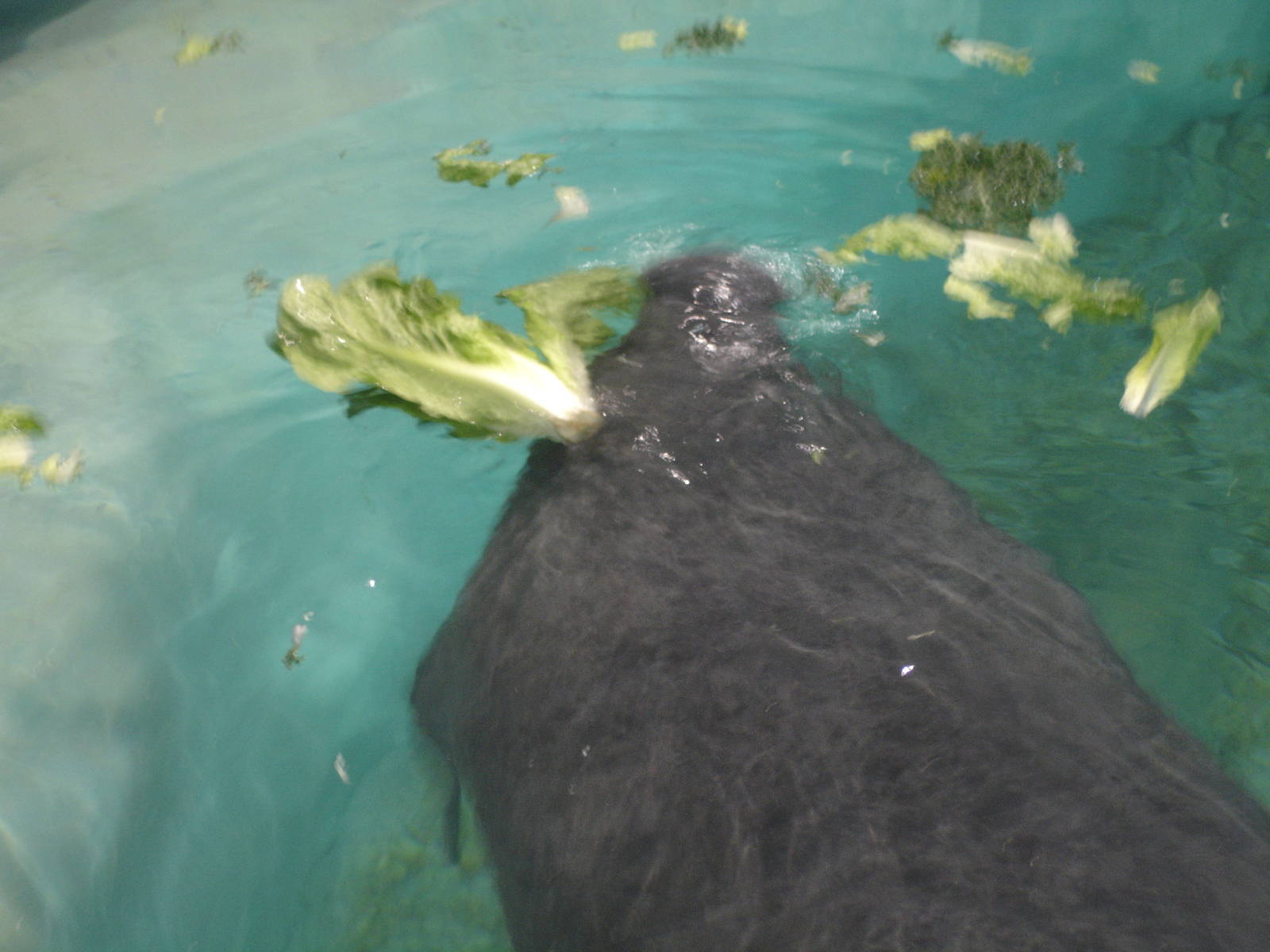 Manatee eating lettuce