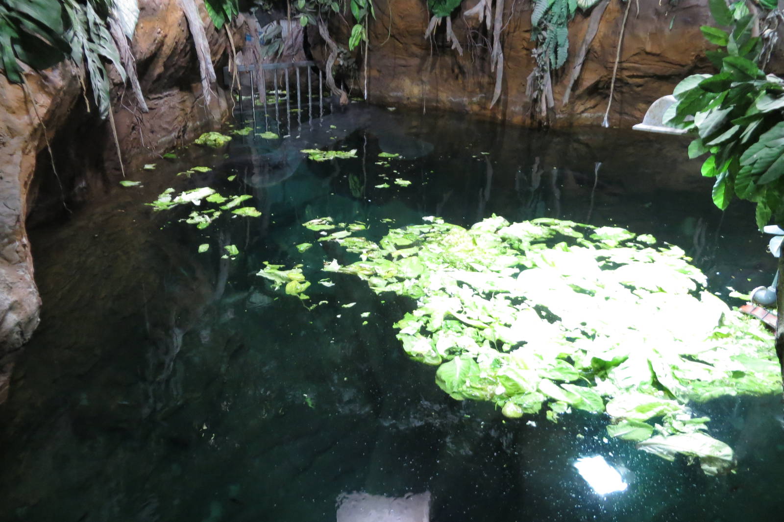 Manatee exhibit 140216
