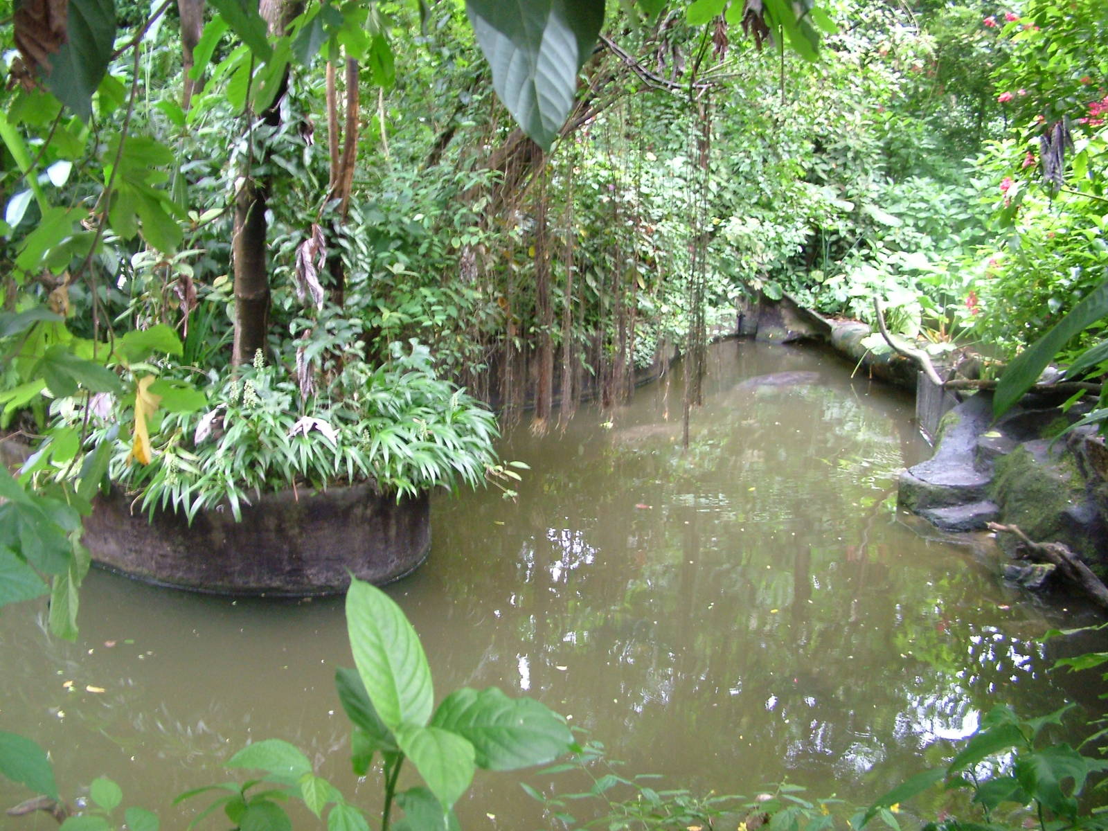 Manatee exhibit at Burgers Zoo Arnhem, 29/08/10