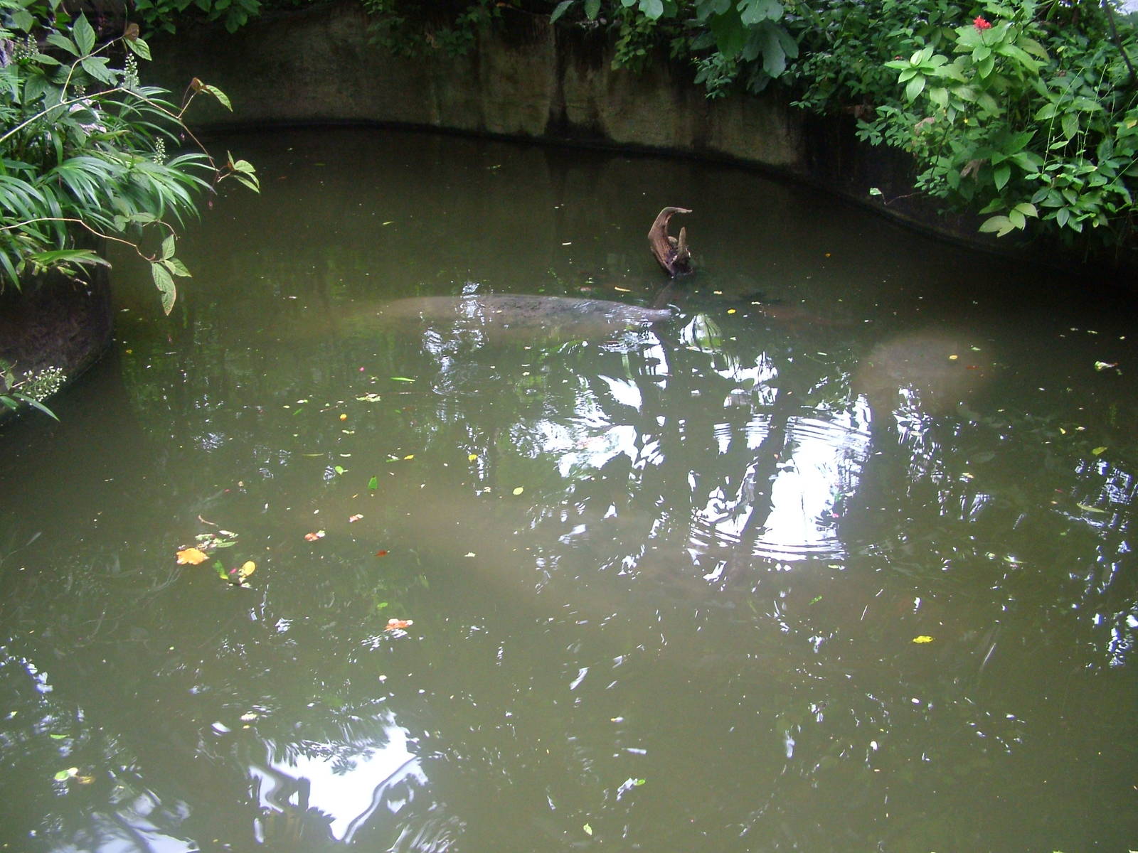 Manatee exhibit at Burgers Zoo Arnhem, 29/08/10
