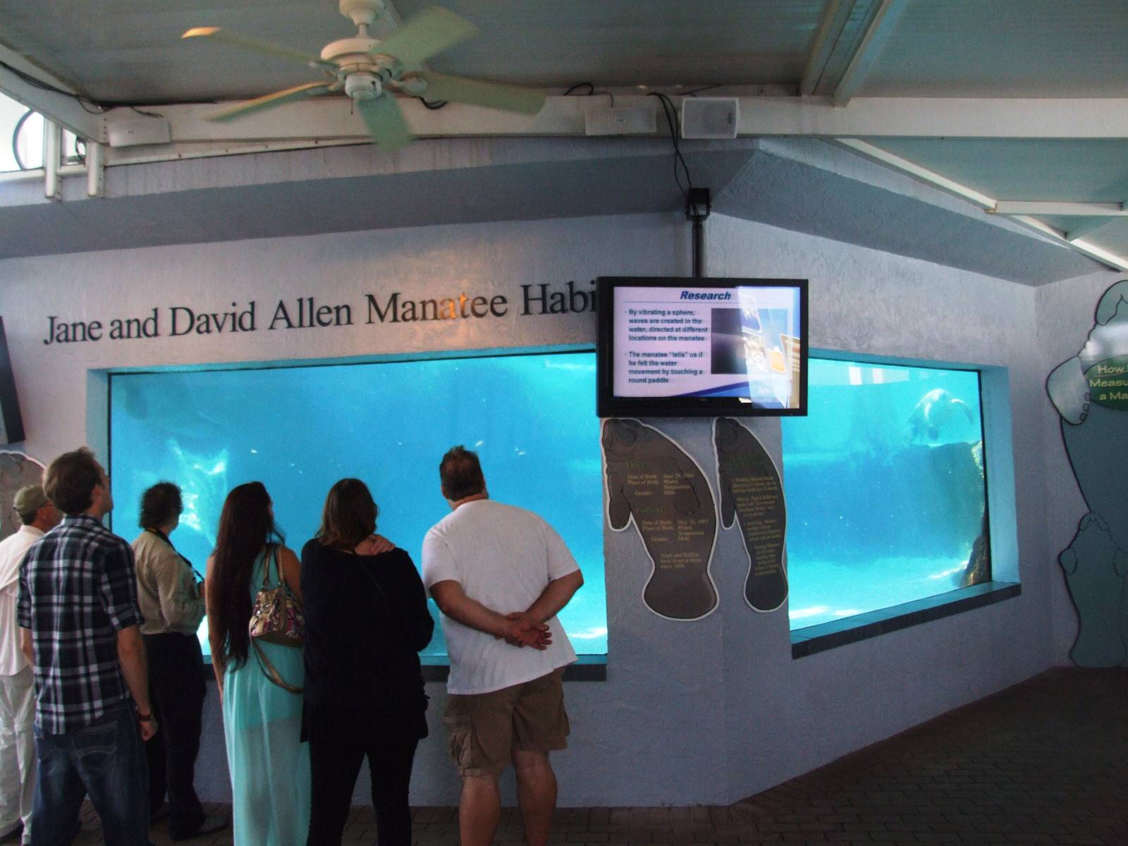 Manatee Exhibit at Mote, 07/10/13
