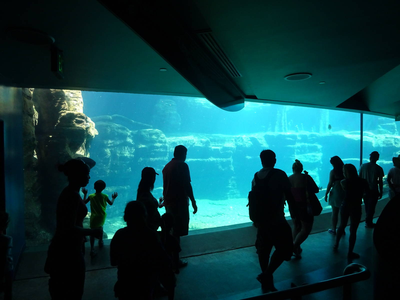 Manatee Exhibit at SeaWorld Orlando