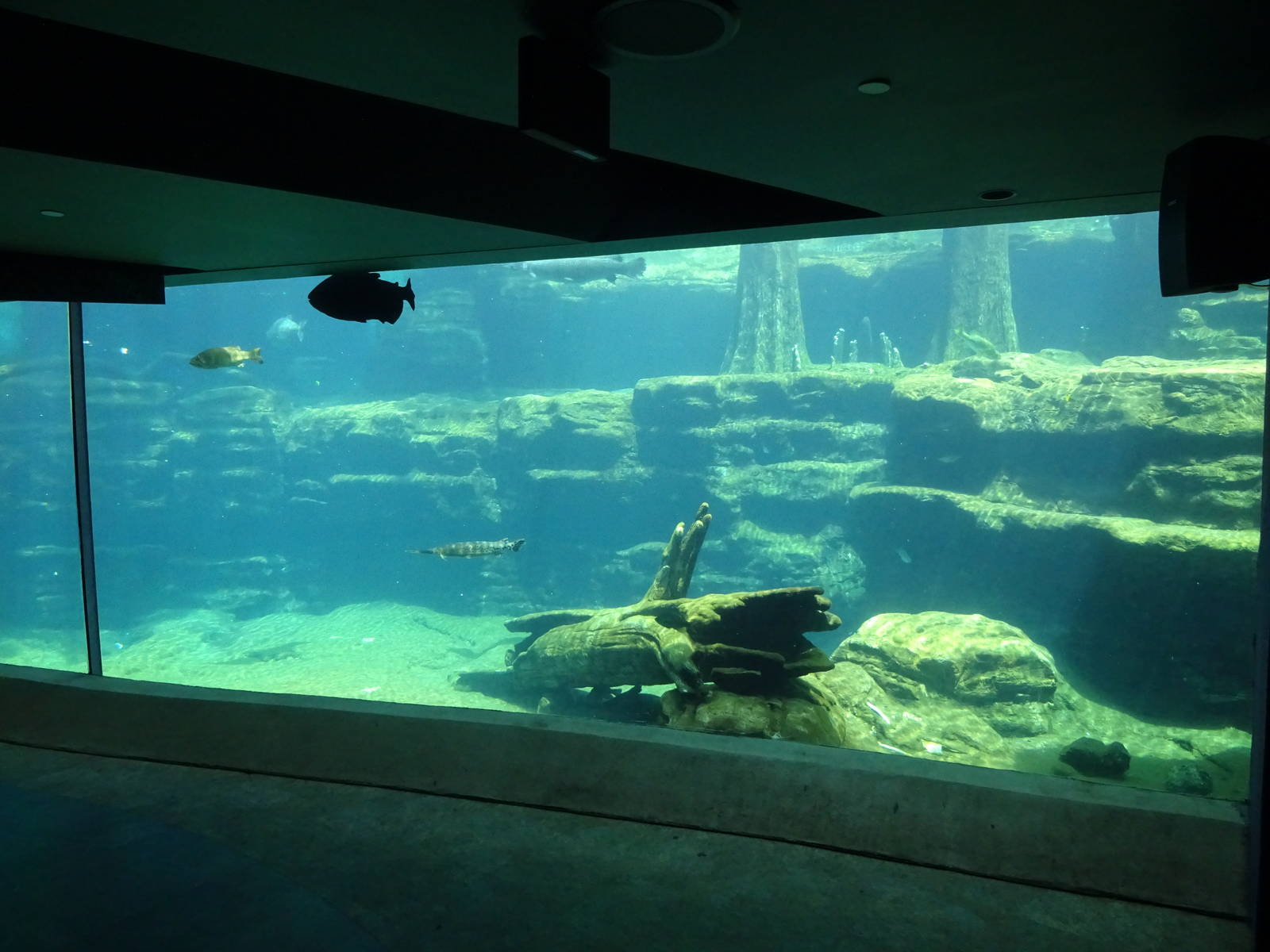 Manatee Exhibit at SeaWorld Orlando