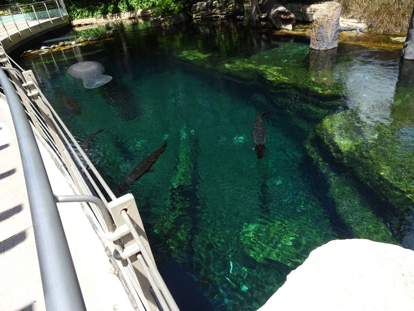 Manatee Exhibit From Above at SeaWorld Orlando