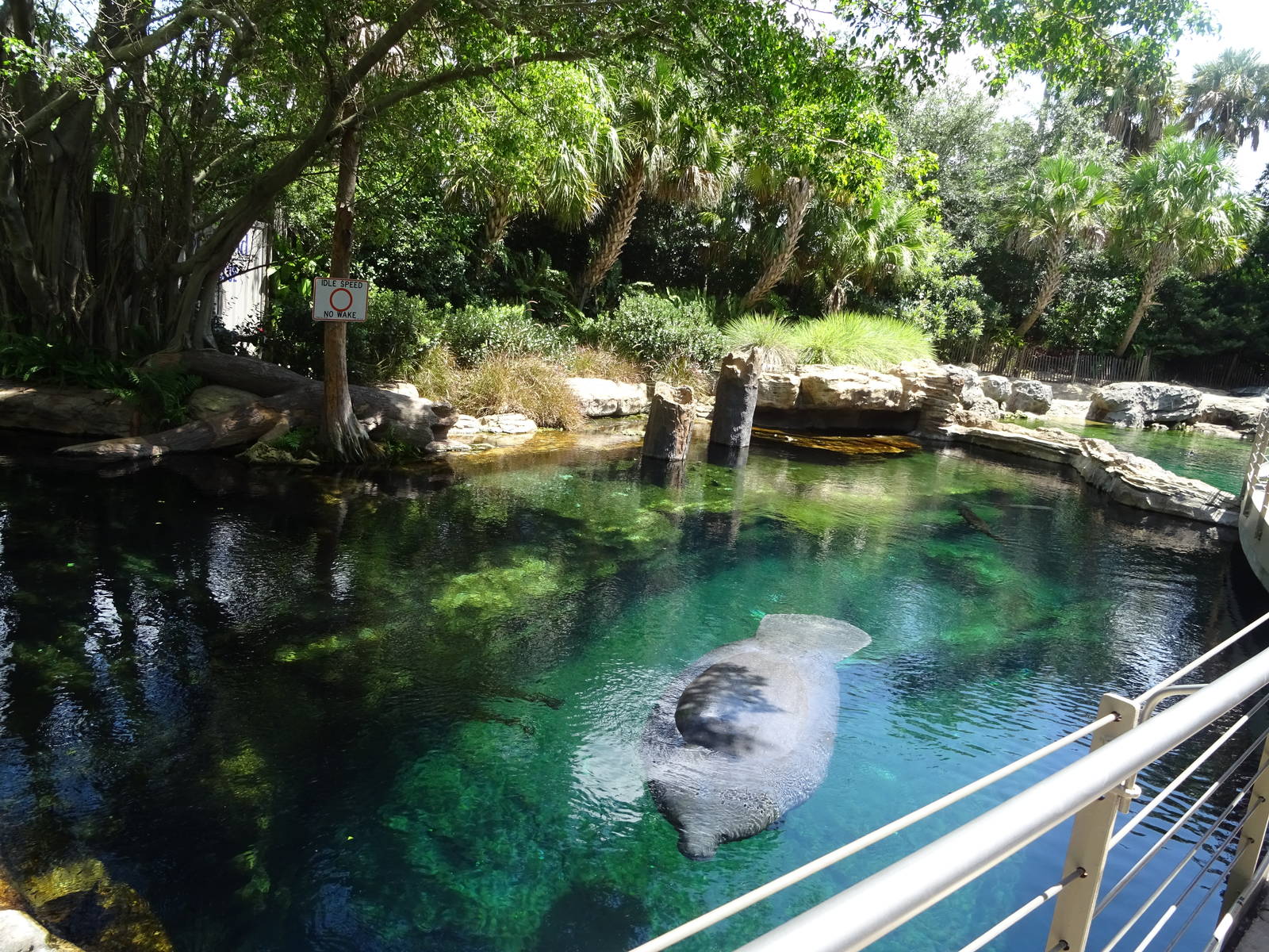 Manatee Exhibit From Above at SeaWorld Orlando