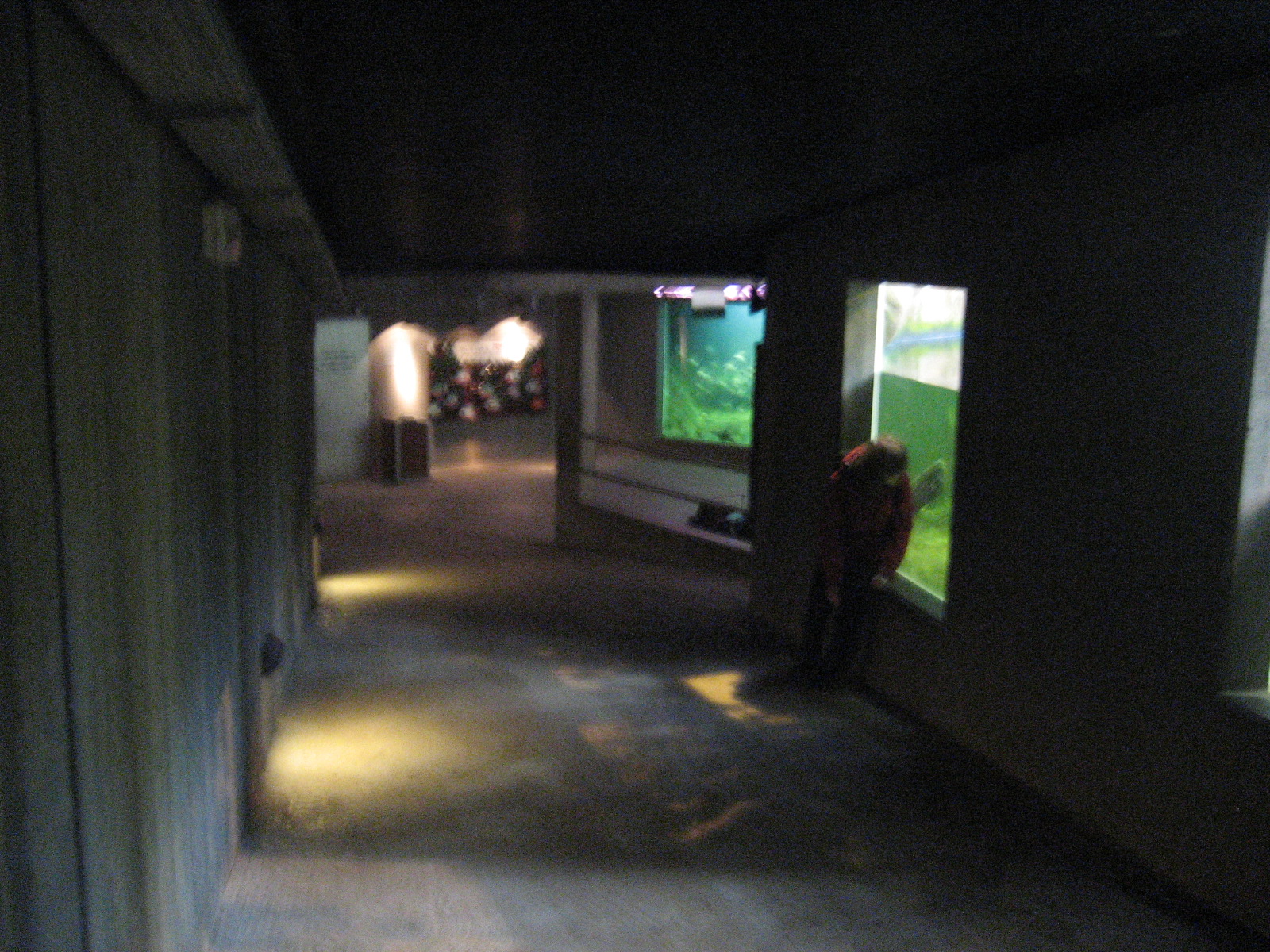 Manatee exhibit in Odense