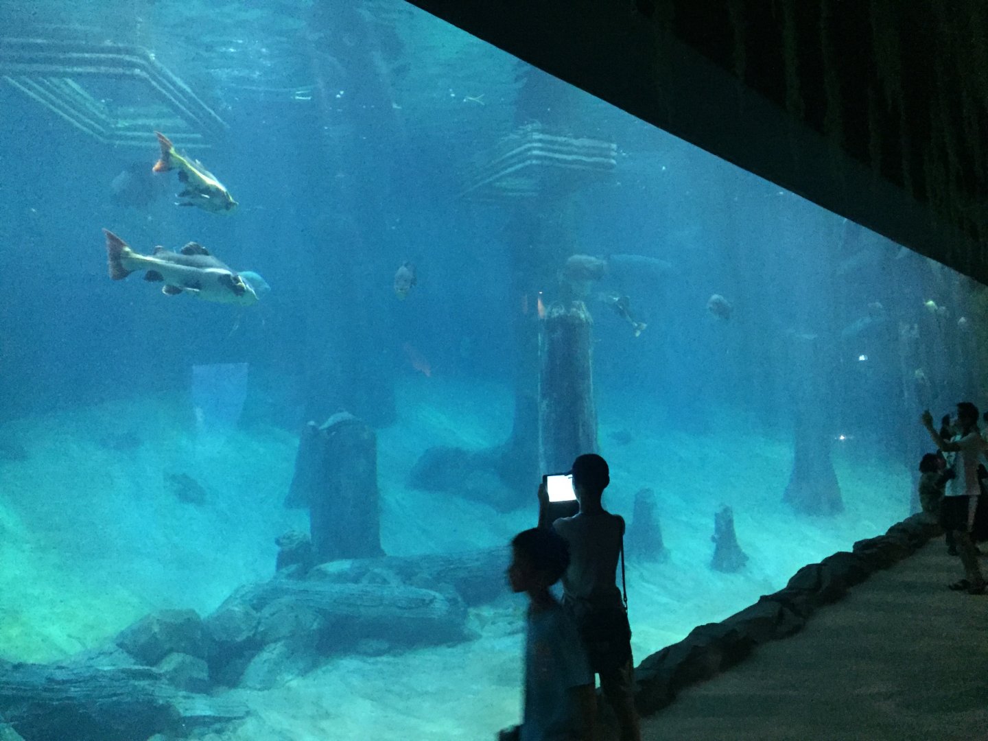 Manatee Exhibit - Main Viewing Window