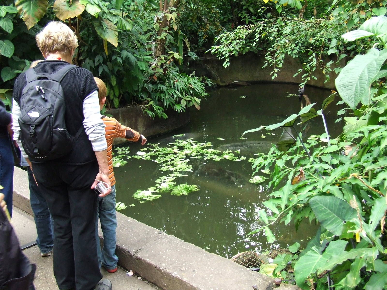 Manatee feeding, Burgers Bush