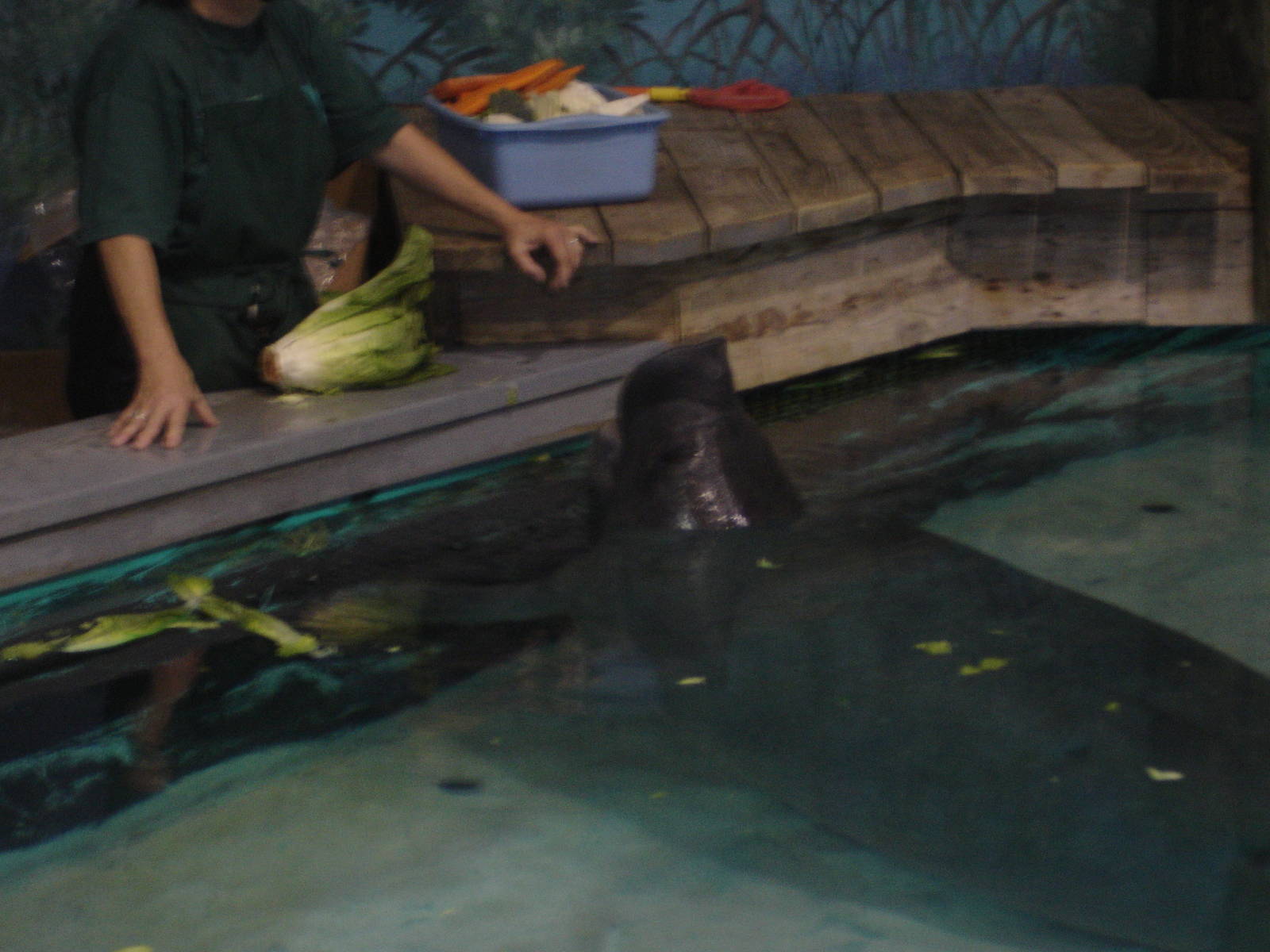 Manatee feeding demonstration (Snooty)