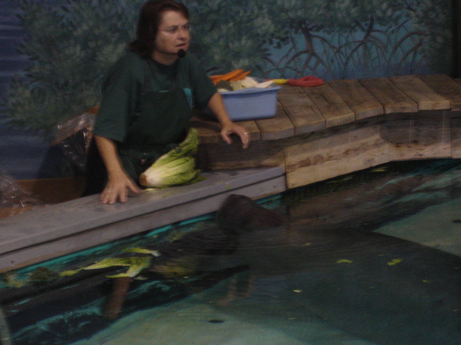 Manatee feeding demonstration (Snooty)