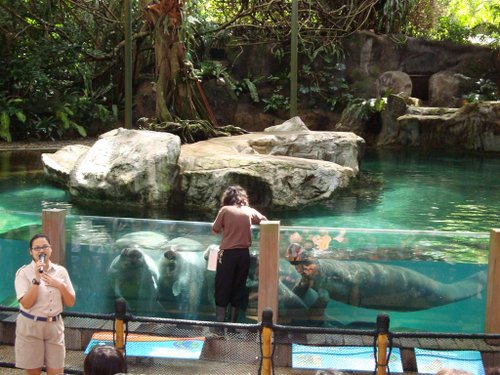 Manatee feeding, Singapore Zoo