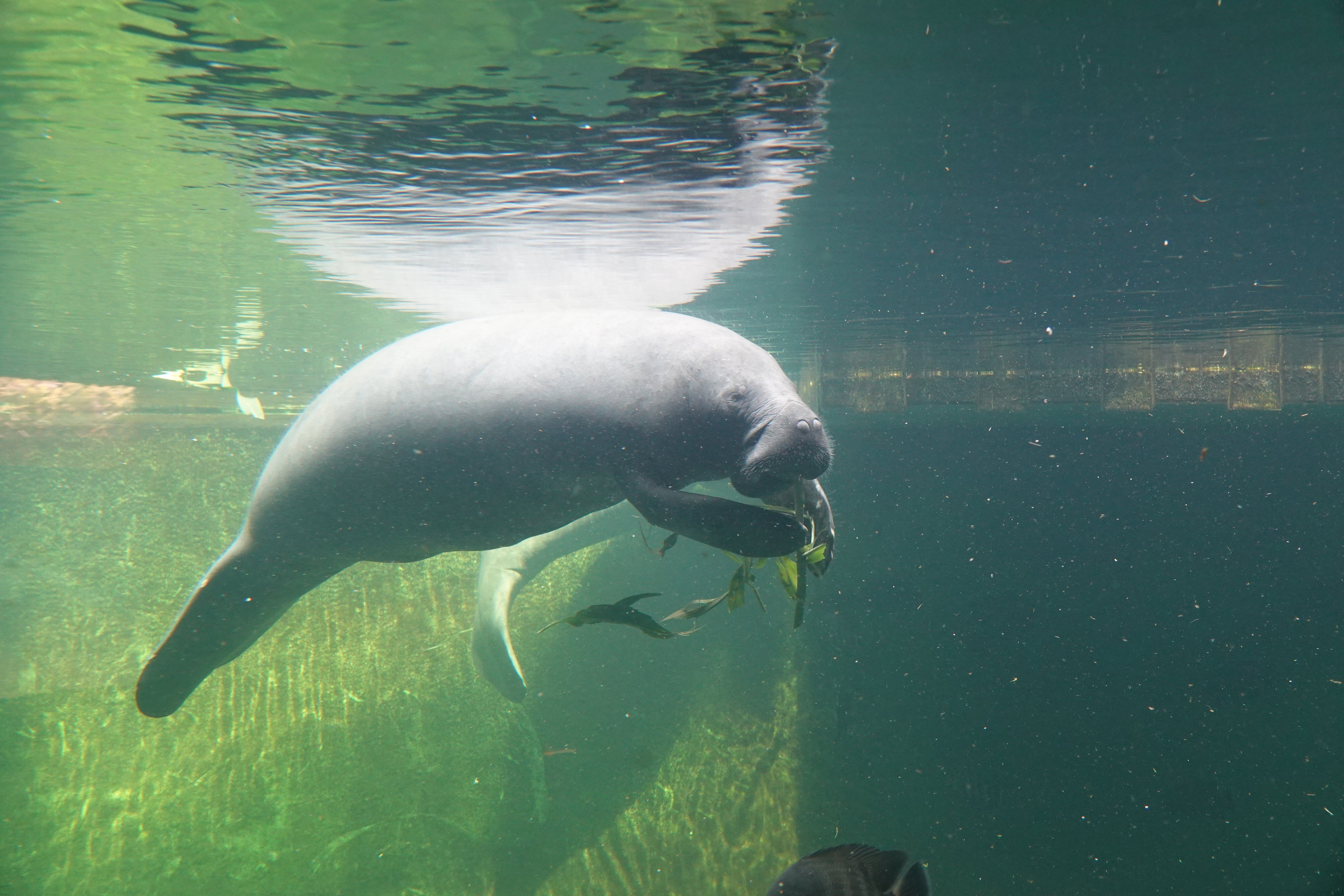 Manatee feeding time