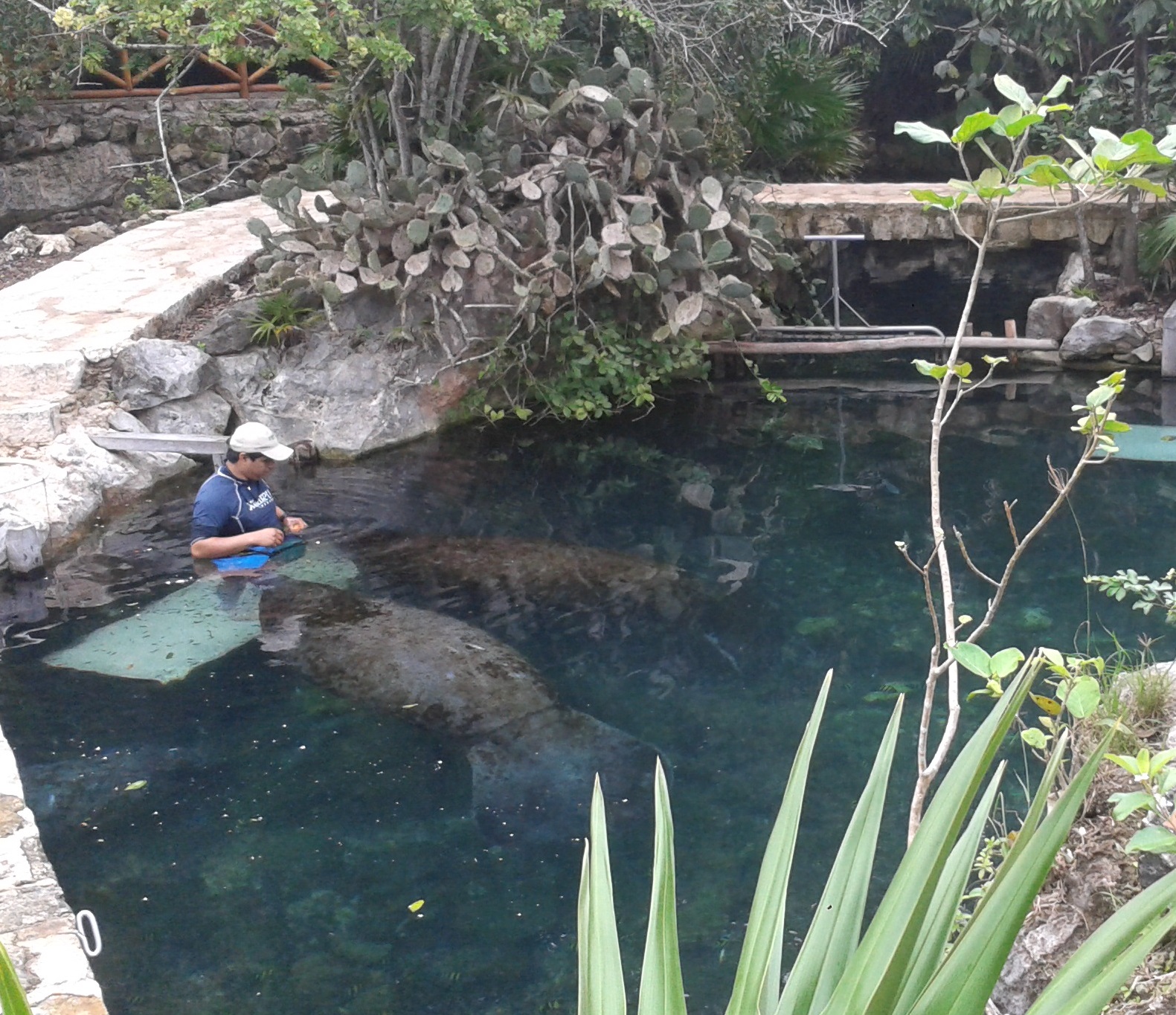 Manatee feeding