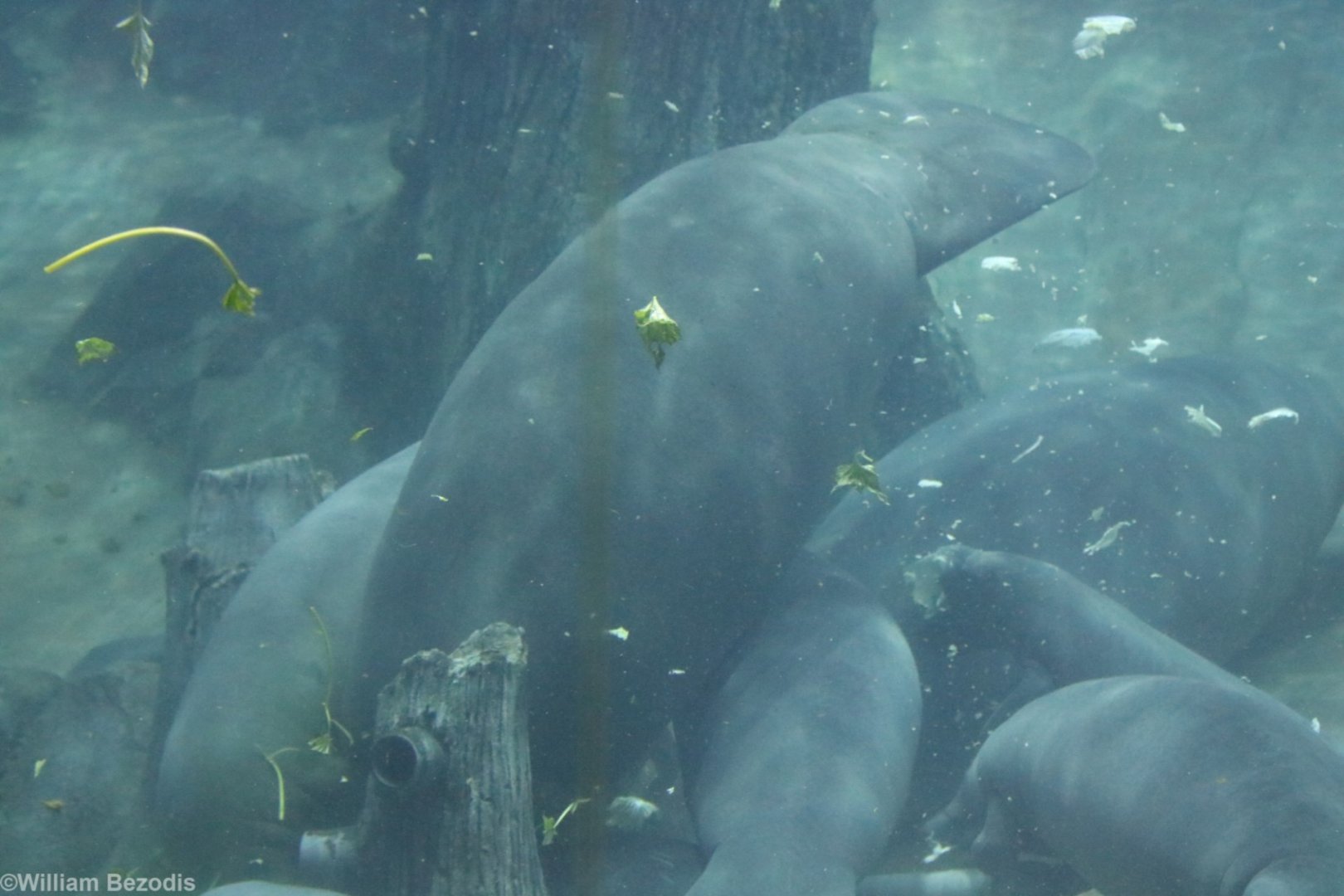 Manatee Feeding