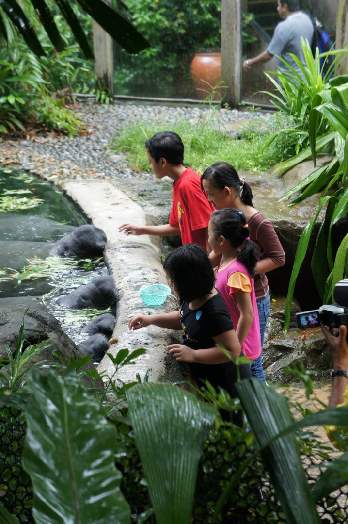 Manatee Feeding