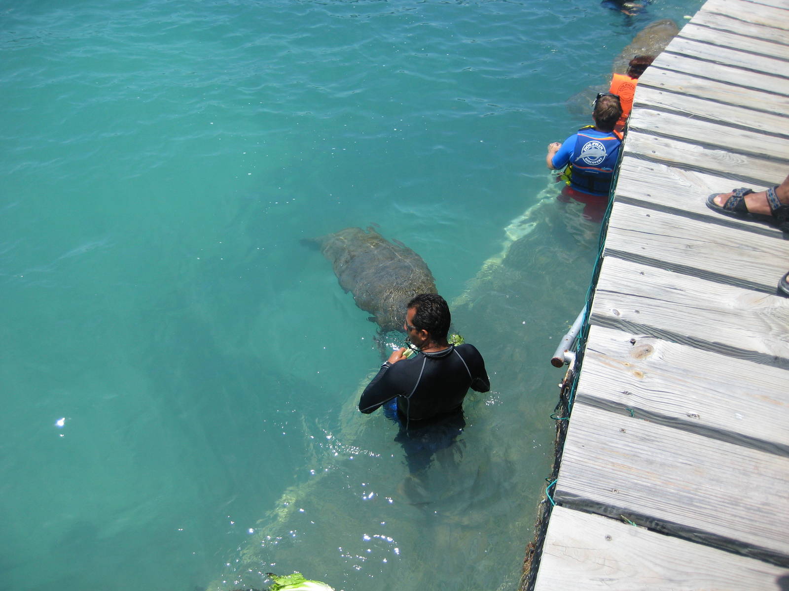 Manatee feeding