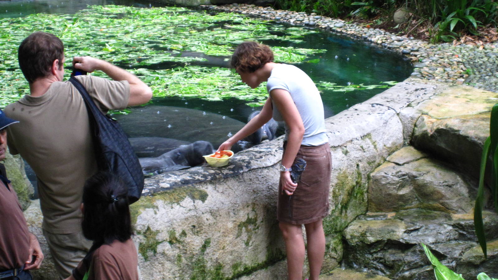 Manatee Feeding